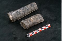 Foto (Seitenansicht) von Calamites sp.  (NHMW-GEO-2024-0188-11163)